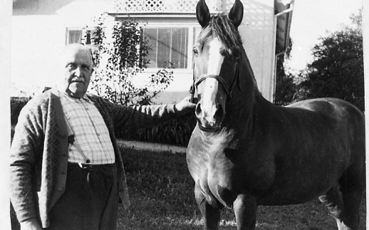 Viktor Larsson (1878 - 1967) står och håller en häst, "Larssons" Bölet 1950-tal.