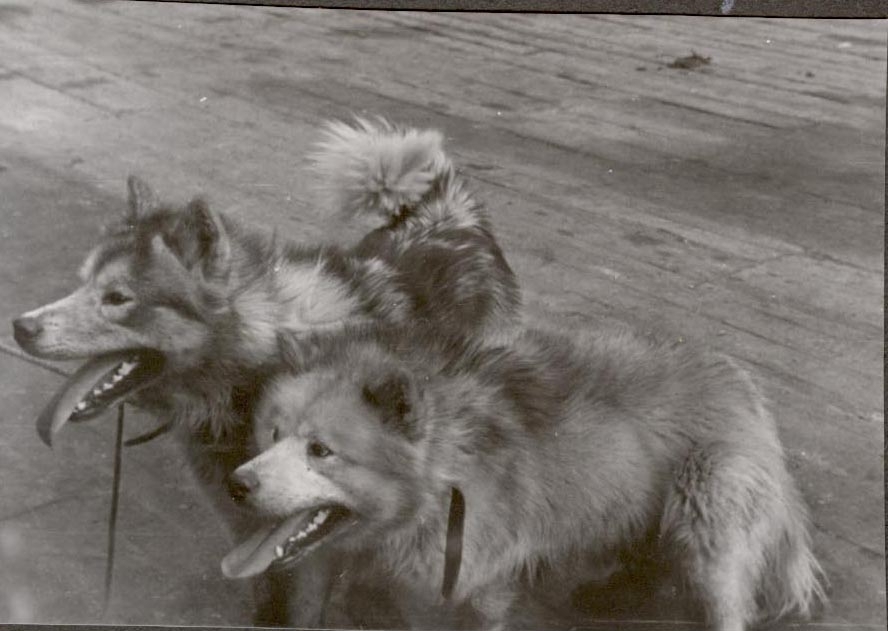 ”Truls” og ”Bamse”(hunder). Foto fra Catherine Bjellands album. Original retunert til giver.