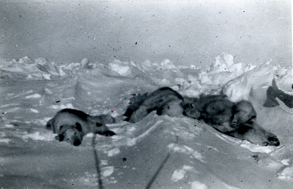 Foto fra album etter Olav Bjåen. Han lå på fangst på Halvmåneøya sammen med sine søskenbarn Jon, Sjur og Knut Bjåen fangståret 1947-1948.