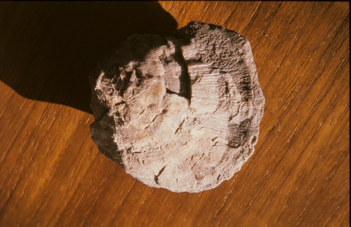 Fossil fra Sassen?