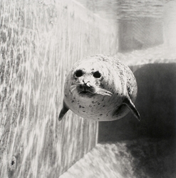 Seal 1 [Fotografi]