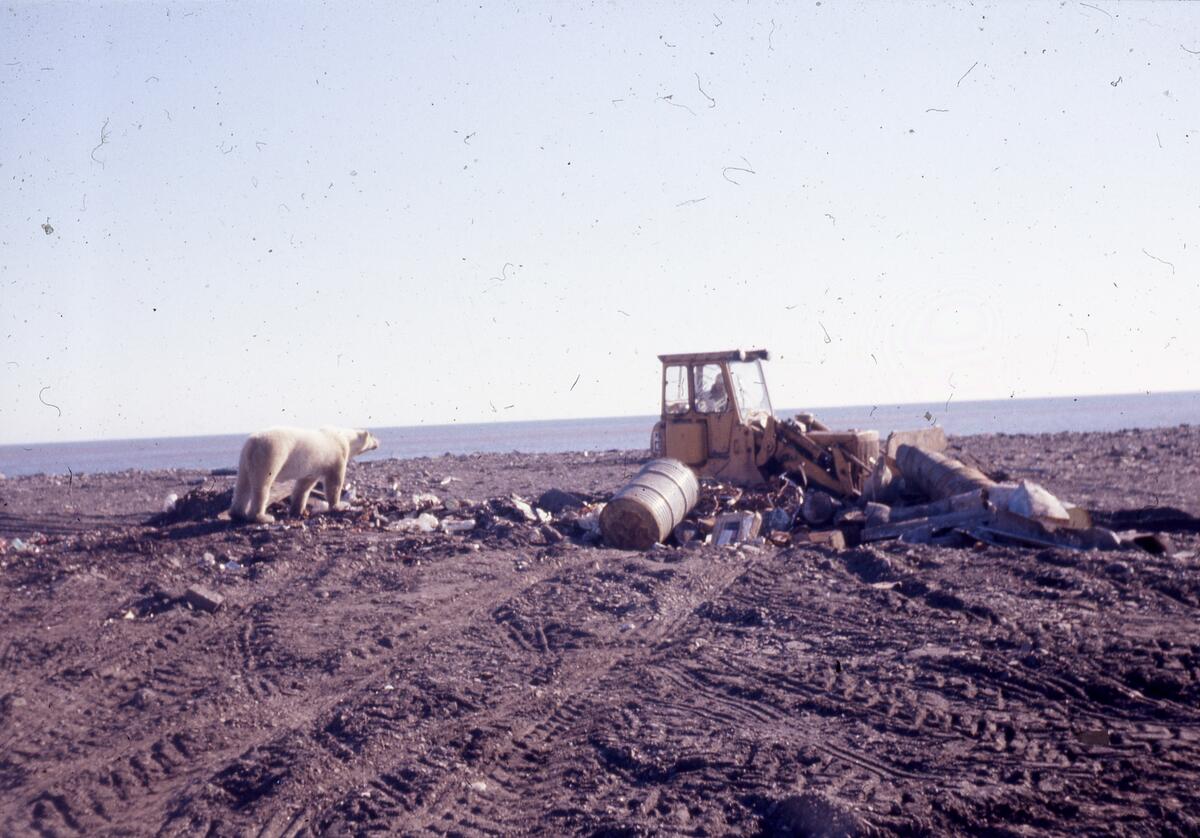 Fra boreaktivitet på Haketangen ved Norsk Polar Navigasjon. Søppel blir doset ned, en isbjørn står og ser på.