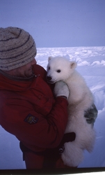 Bilder fra arbeid med isbjørnmerking. Ian Gjertz tar hånd om