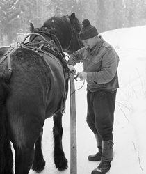 Skogsarbeider Johan Rasch fester selepinnen på hesten sin "S