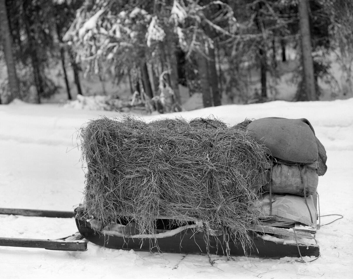 Forsyninger på en slede som skogsarbeider Johan Rasch har kjørt fram til Smaltjernkoia i Svartholtet, Elverum, Hedmark. Januar 1975.