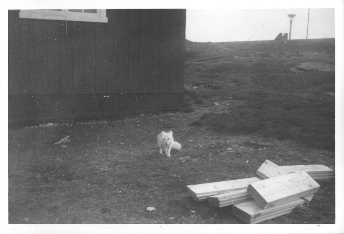Fin tammrev? Overvintring på Bjørnøya 1957-58