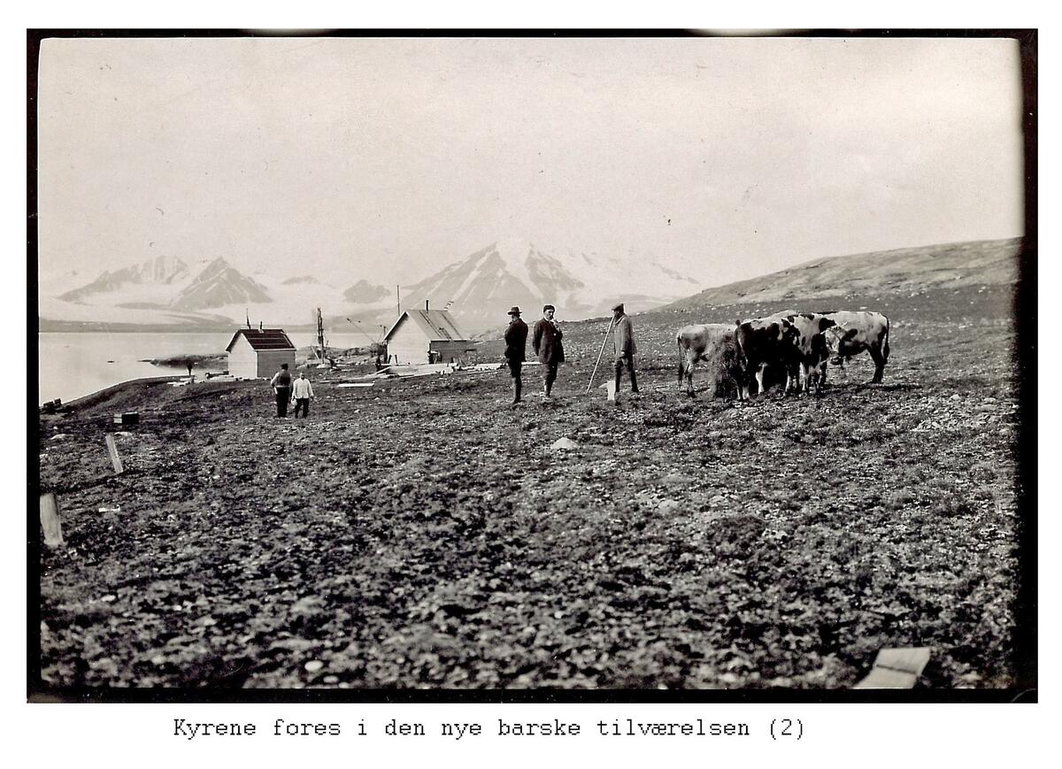 Alf Frantzens fotosamling:  Kyr, bygninger og folk i Northern Exploration Company’s marmorbrudd i London på Blomstrandhalvøya. 1912.
