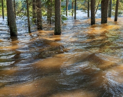 Flom i Glomma. Flomvann har oversvømt granskog på Prestøya p