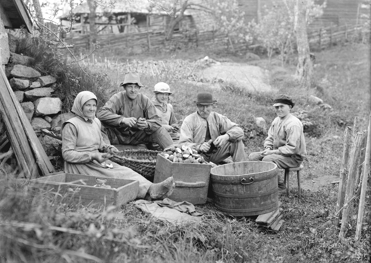 Familjen Andersson ses här skära itu sättpotatis på sin gård i Hamra by. Vid sidan av hemmansägaren Samuel Andersson och hans hustru Selma sitter parets barn, Sigfrid, Karin och Mårten. Året är 1924.