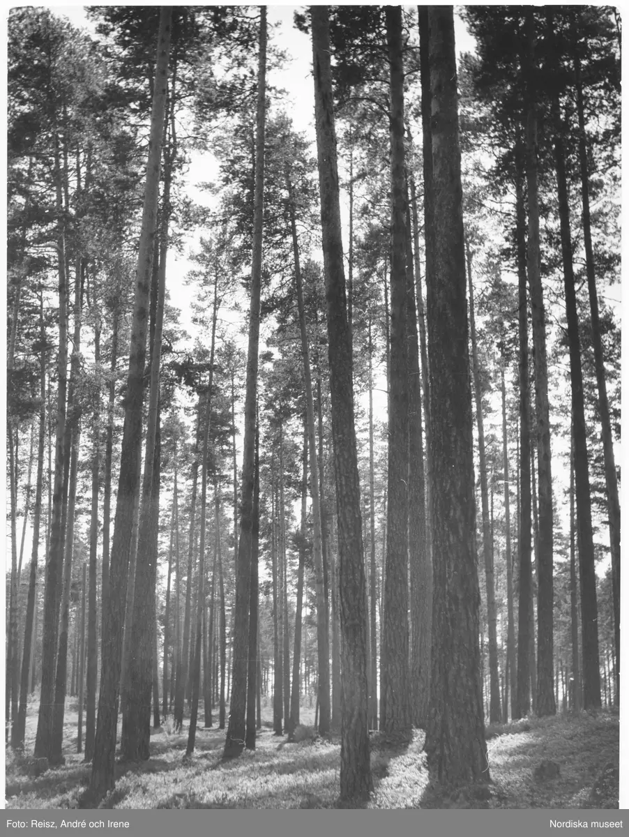 Dalarna. Barrskog i Furudals trakten. - Nordiska museet / DigitaltMuseum