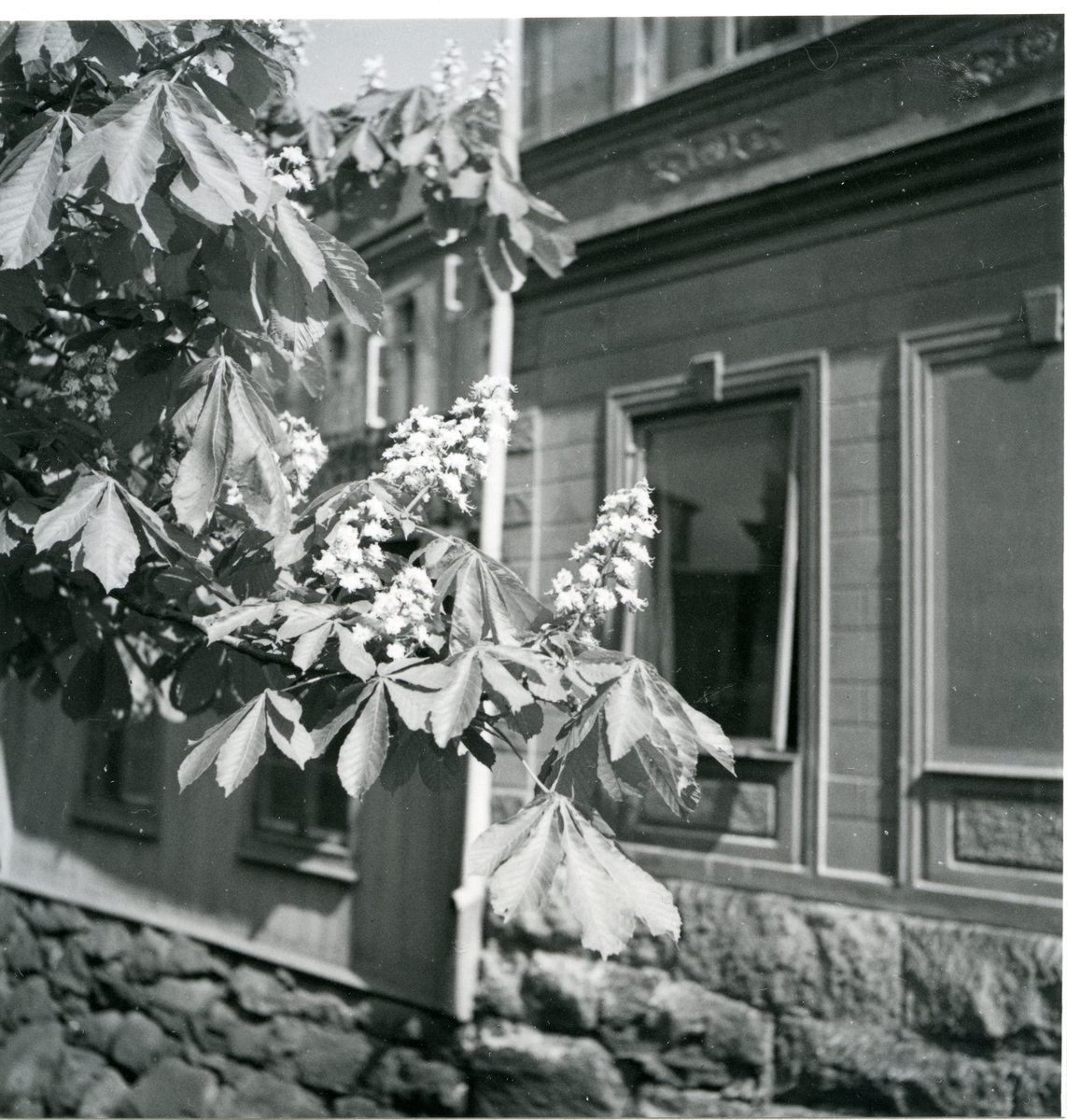 Västerås.
Grenar av blommande hästkastanj framför byggnad.