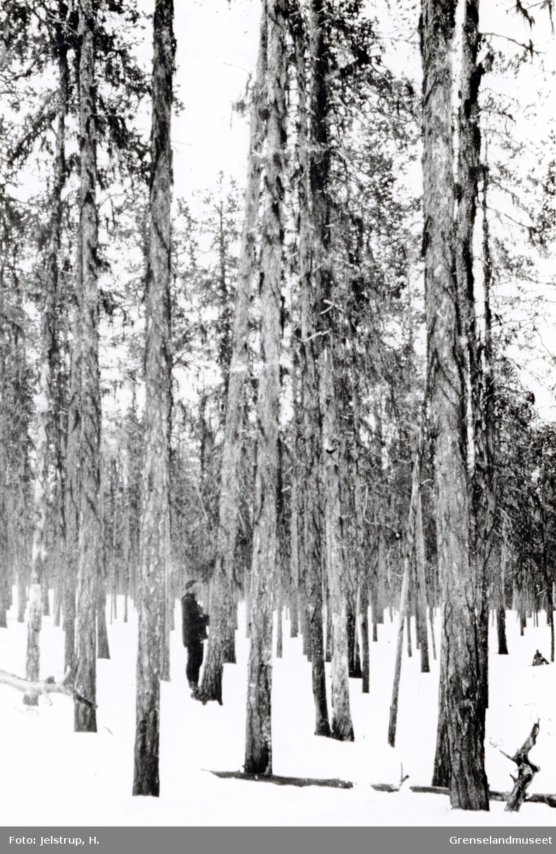 En person står i en omtrent 120-årig furubestand fra den innerste del av Galganjarg (Kjerringneset) i Pasvikdalføret. 