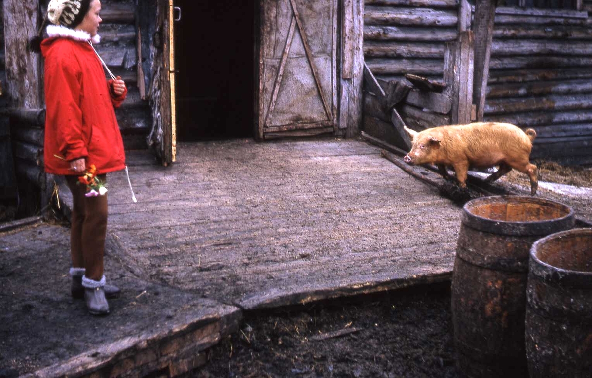 Jente og gris utenfor fjøs. Trolig i Pyramiden. Foto fra sommeren 1964, tatt av fungerende sysselmann Hans Jacob Hallvang. Aksesjon 2014:20