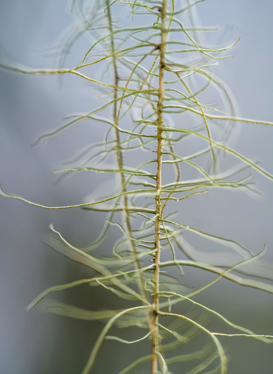 Huldrestry- en rødlistet, sterkt truet hengelav. Som oftest vokser den i gammel granskog, gjerne på gamle grantrær der det er høy luftfuktighet og ikke alt for tett skog. Huldrestry er en epifyttisk hengelav. Epifytt vil si at den vokser på en plante. I Norge finnes det omtrent 40 ulike varianter av hengelav, og av disse er fjorten rødlistet. Totenåsen, Innlandet.