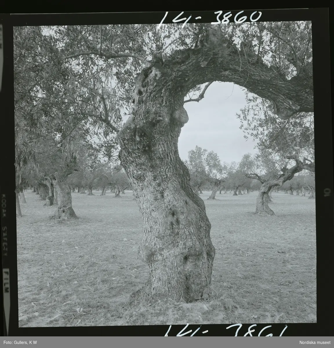2791/1 Tunisien allmänt. Olivträd.