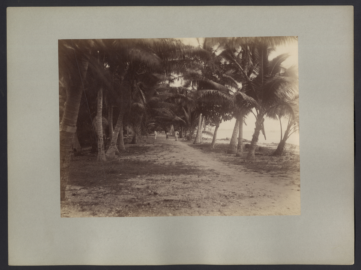 Bilden visar en naturlig strand med palmer på Fakarava.