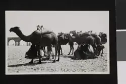 Karavane med kameler. Fotografi tatt i forbindelse med Elisa