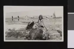 Ved Eufrats bredder er bøffelen et av de almindeligste husdy