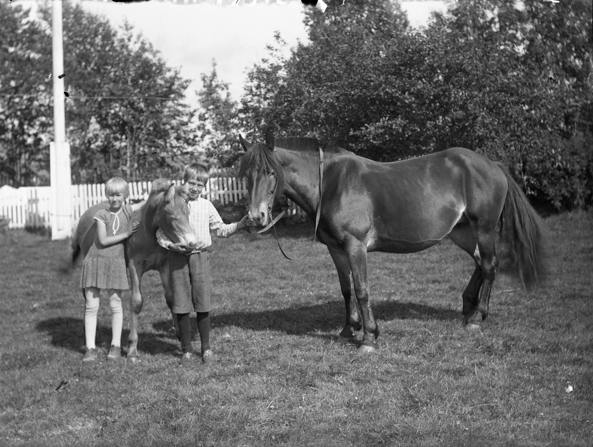 To barn og to hester