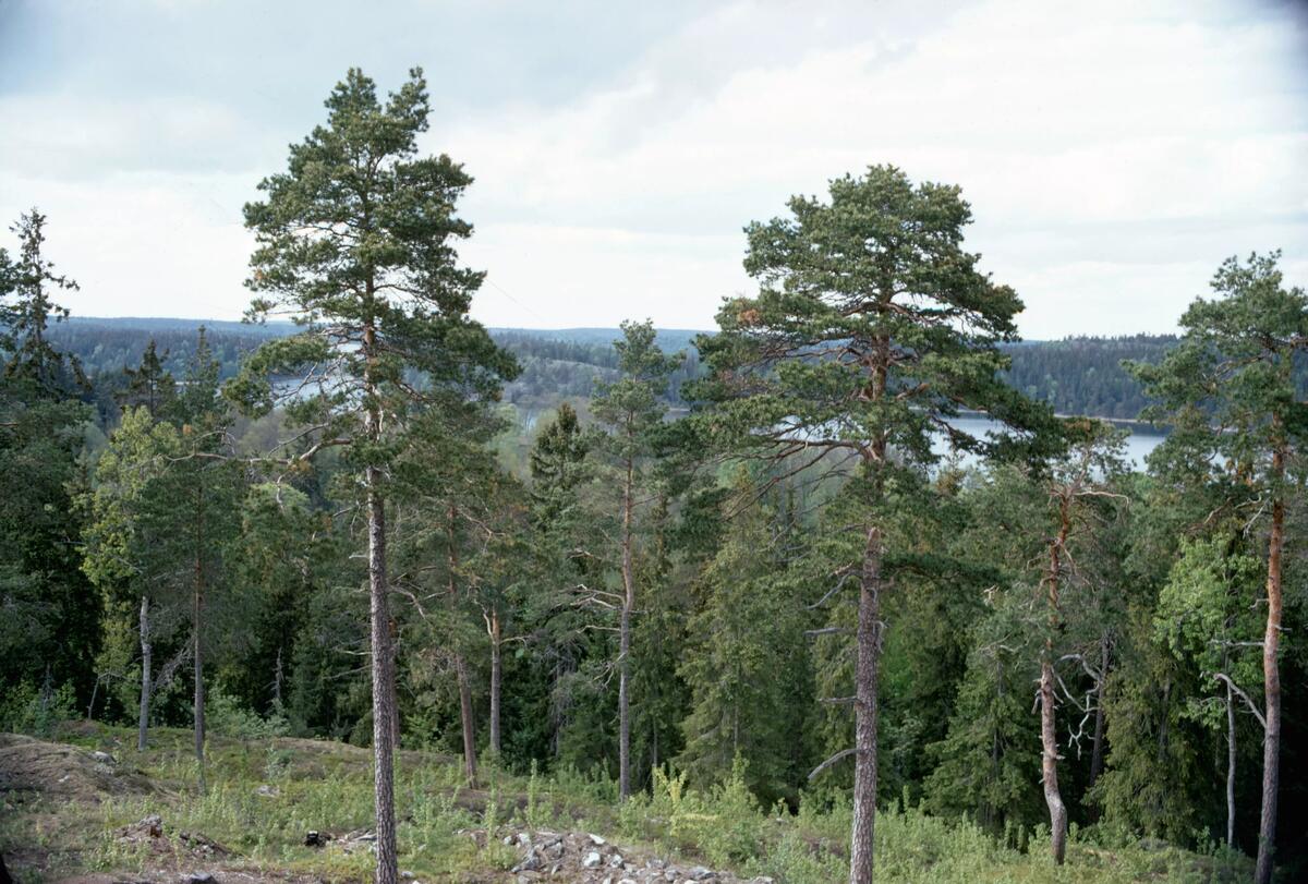 Utsikt från Skårbyröset.