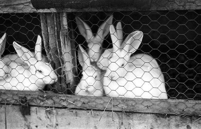 Prot: Kaniner