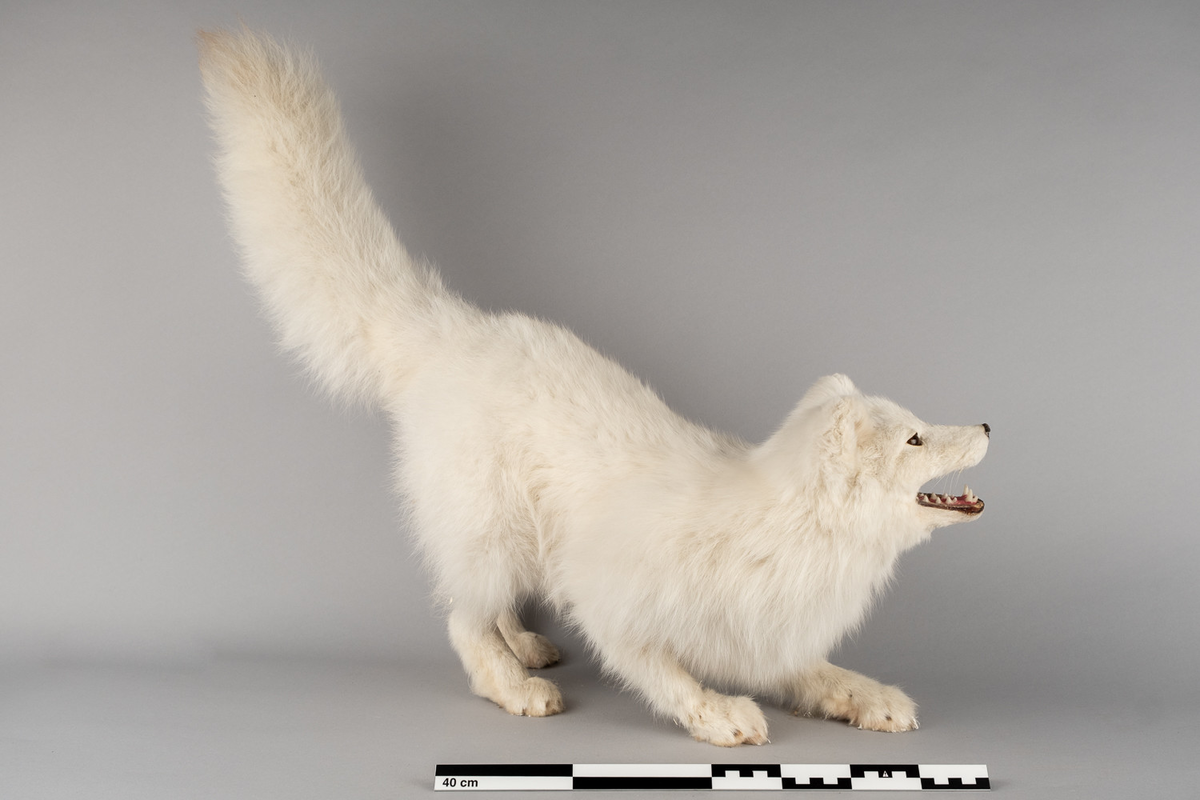 Hvit rev (vinterpels): Lang pels, åpen munn. Står framlent med halen pekt oppover.