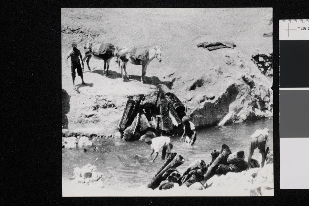 Herding av tepper. Fotografi tatt av/ samlet inn av Elisabeth Meyer fra reise til Iran 1929.
