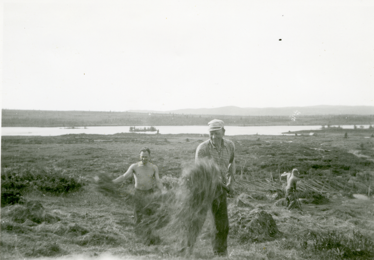 Slåttonn
Riving av høysåtene på Skålsrudstøen ca. 1952. Lars, Morten og Kristen Renslo.
