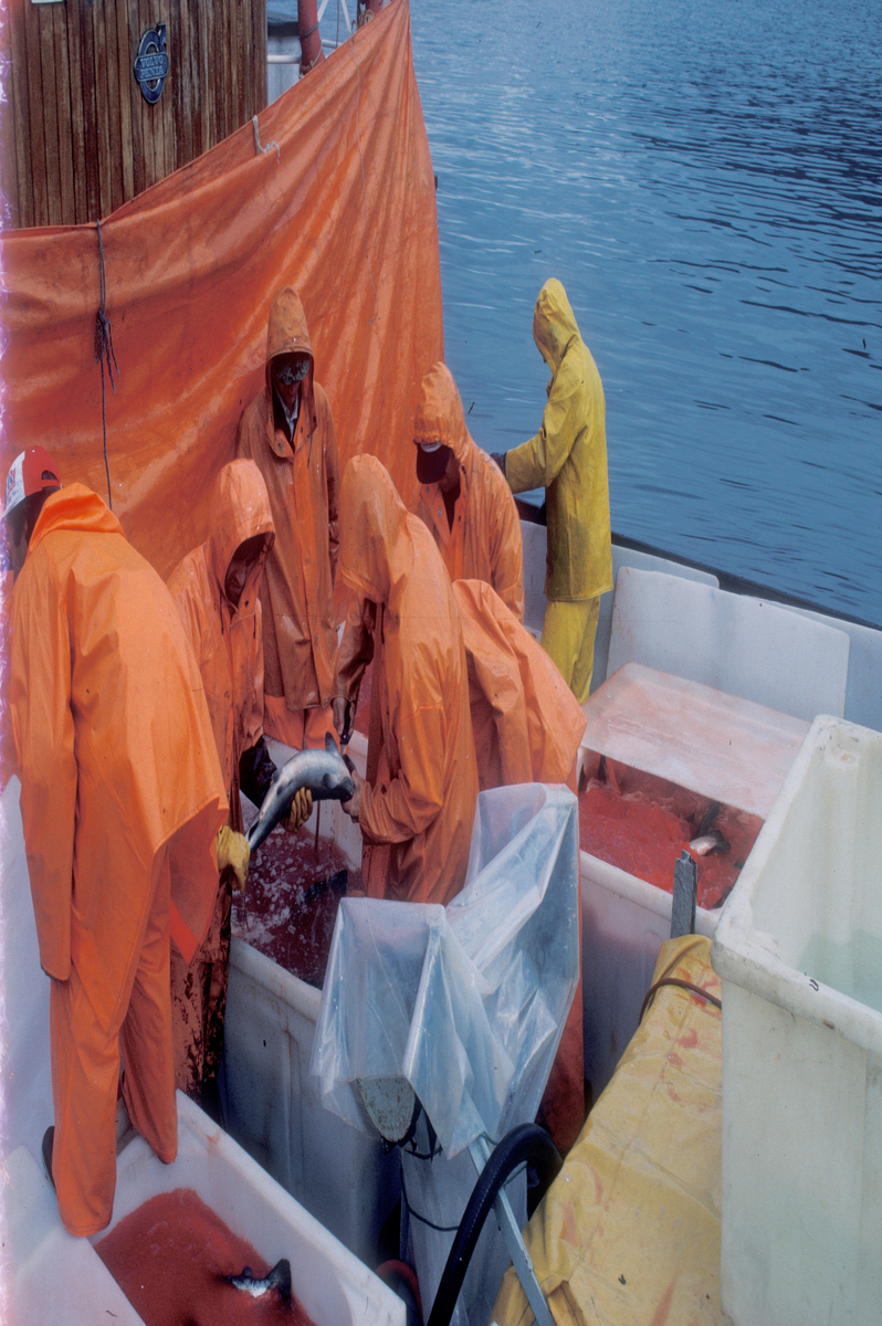 Tromsø 1985 : Mannskap/røktere håndterer fisk