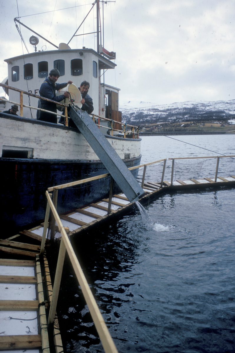 Unifisk, Tromsø 1974 : Båt ligger langsmed ei tremerde. Mannskap/røktere i båten, de heller noe fra ei bøtte over i merda