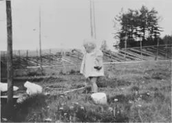 Jente med hønseflokk, på Langerud i 1953.