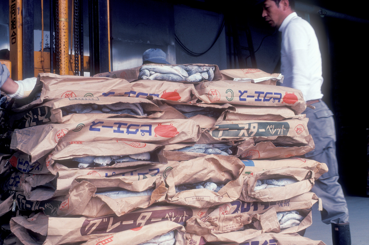 Motiv fra Japantur : Fisk fraktes til/fra markedet