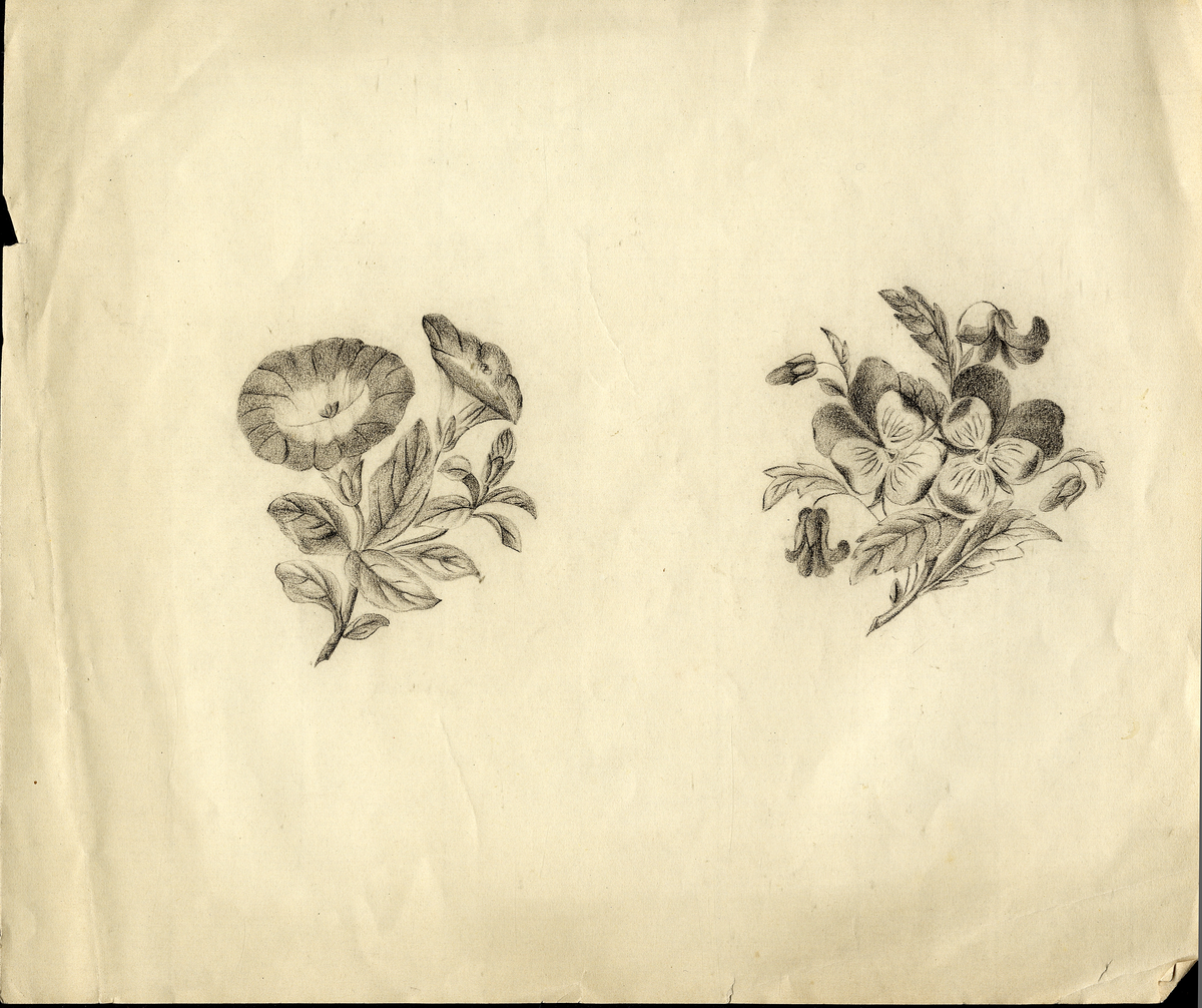 5 st. mönsterblad med blommor, blad och frukter.
2 litografier, 1 blyertsteckning och 1 kolteckning.


Inskrivet i huvudbok 1940.