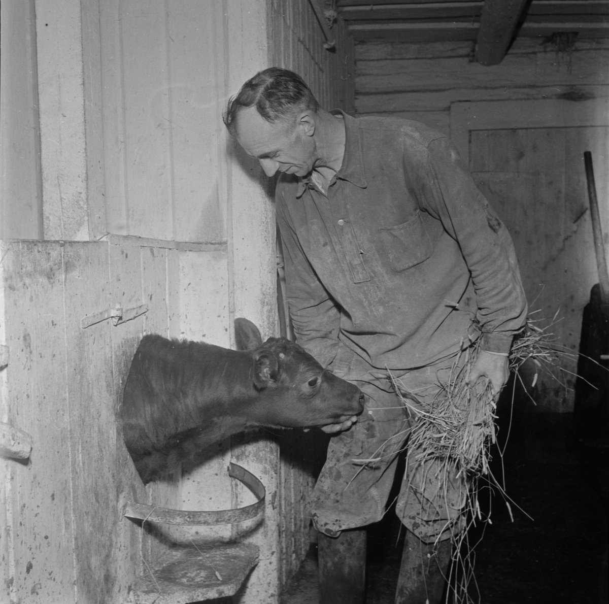 Egon Mattsson med ladugårdens kalv