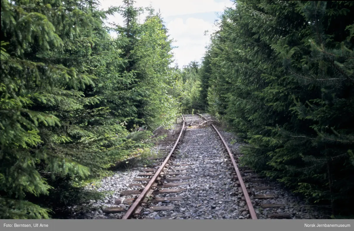 Gjengrodd spor mellom Reinsvoll og Bøverbru på nedlagte Skreiabanen