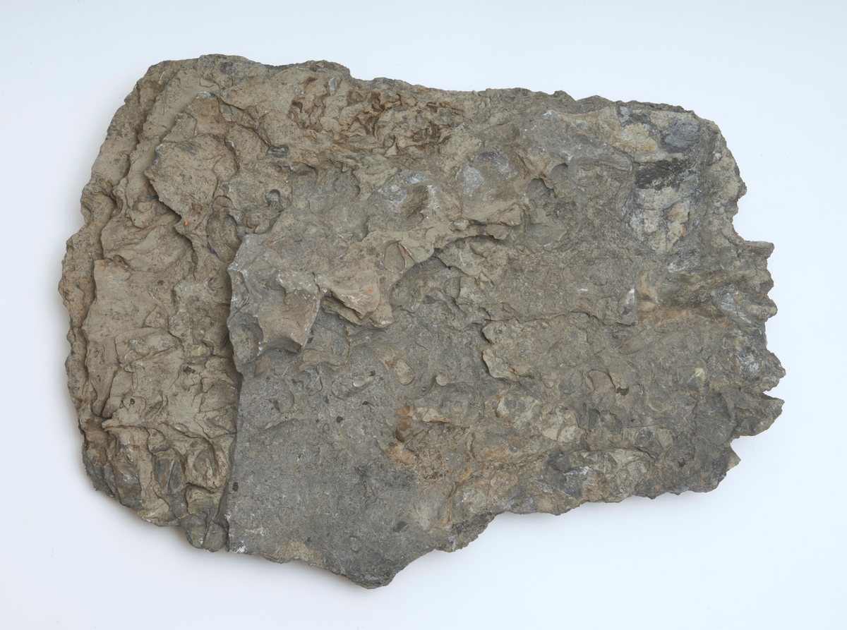 Funnet på ukjent lokalitet, antagelig Oslofeltet. Fossil brakiopoder.