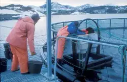 Simo, Bjugn, 1995 : 2 menn i arbeid med å fylle opp fôrautom