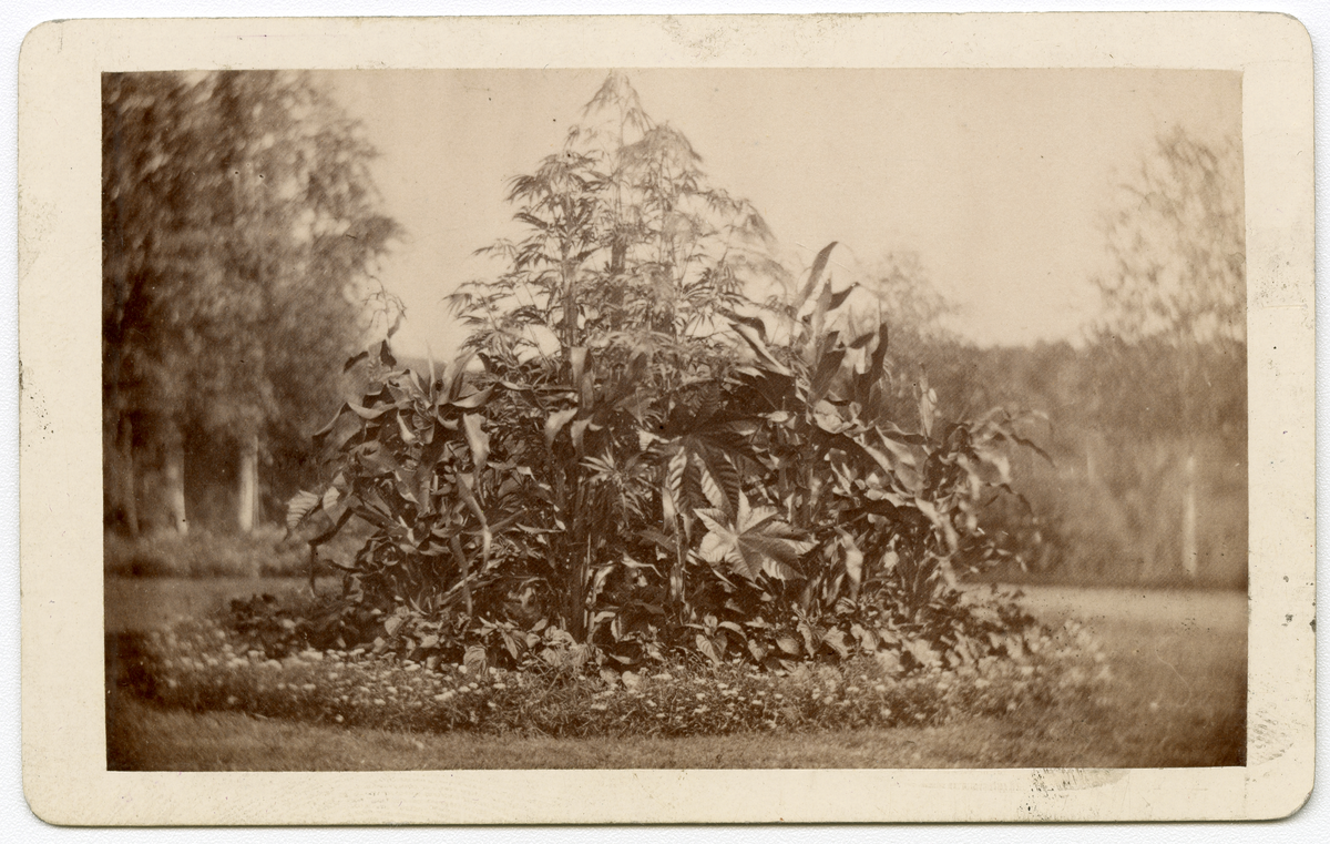 Foto av hageblomster i 1879, antagelig på Dal gård