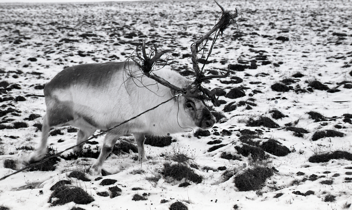 I tidsrommet fra 2. til 10. oktober ble det meldt om 7 reinsdyr som hadde satt kabel fast i geviret i området rundt Longyearbyen. To dyr ble avlivet, blant annet bukken på bildet som hadde knekt beinet.  