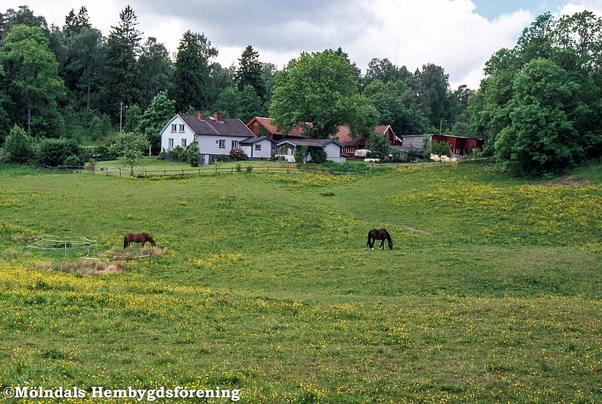 Hästar på bete i Helenedals hagar i Mölndal, den 14 juni 2001. I bakgrunden ses Korsslätt.