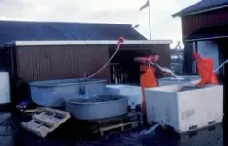 ST.Stamfisk, Bjugn, 1988, rognluft. : To menn håndterer fisk