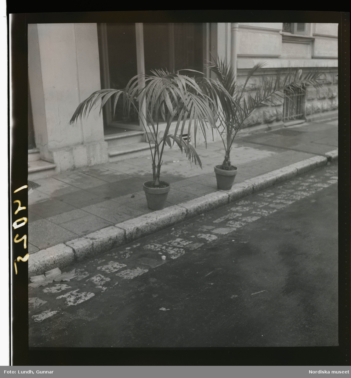 1950. Frankrike. Två palmer i kruka utanför hus