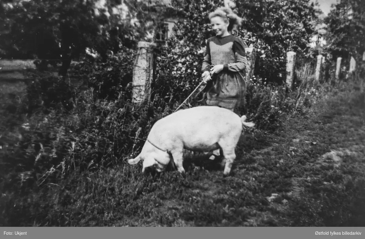 Villagris i Ravneveien, Evje, Rolvsøy  under andre verdenskrig, fotografert omkring 1942. Birgit Kristine Holmen leker med grisen.