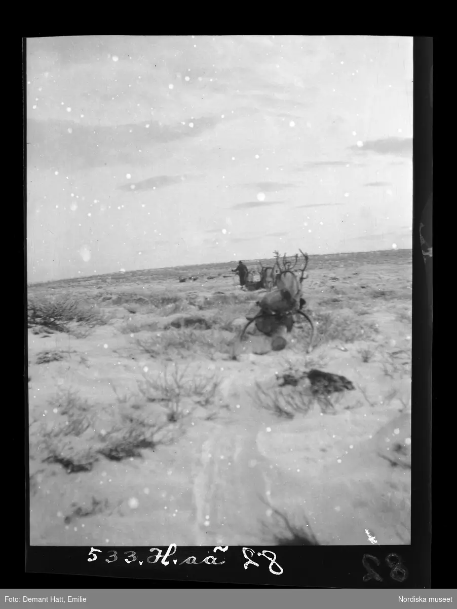 En kvinna, Siri (Sara) Turi, med sina renar, sin raid, innan vinterflyttningen fortsätter. Troligen vid Laimo. Bilden ingår i en serie fotografier tagna av Emilie Demant Hatt i Sapmi mellan åren 1907 och 1916.