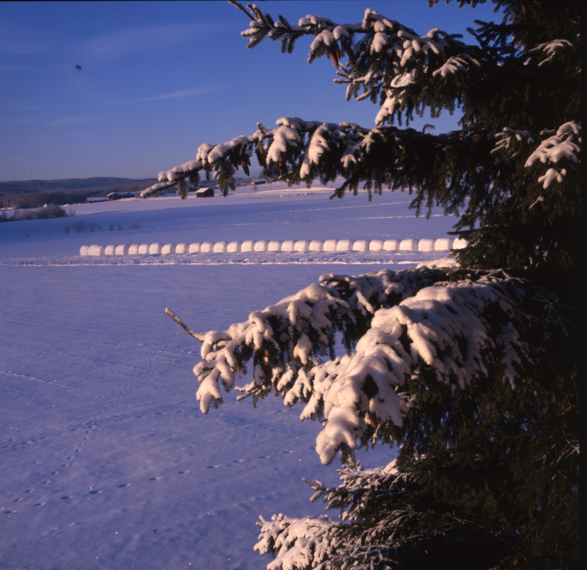 Snötäckt åkermark med spår i snön där stora ensilagebalar ligger på rad.