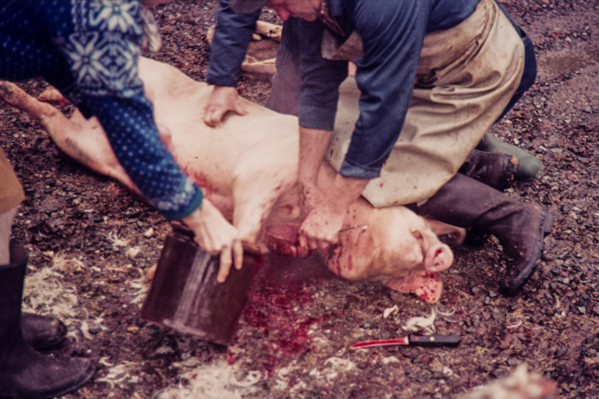 Slakting av gris hos Thidemansen i Komnes. 
Slakter Anton Svinterud, hjelper Trygve Thidemansen
Tapping av blod.