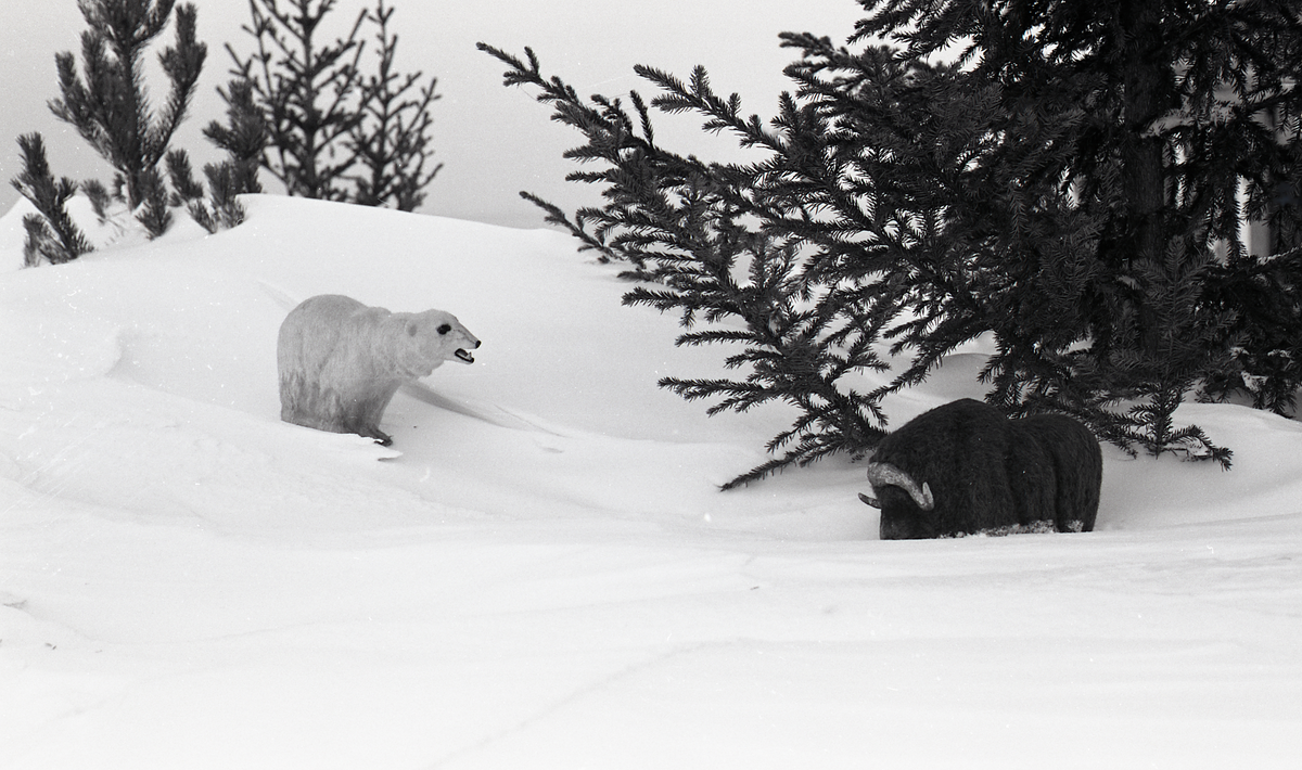 Fra spøkefull artikkel i Svalbardposten. Isbjørn møter moskus. 