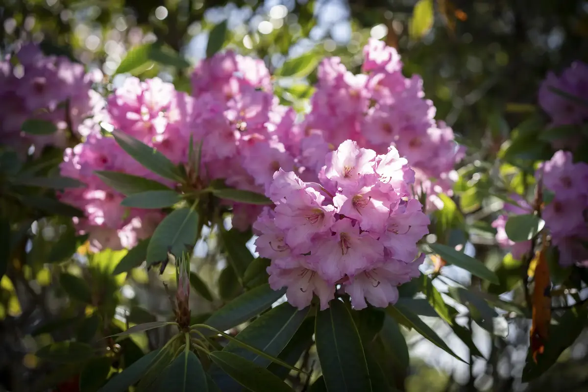 Blomstrende rododendron