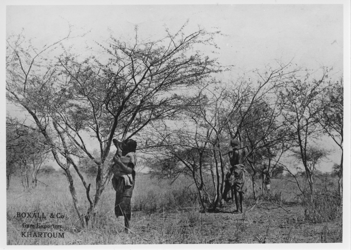 Acasia Senegal, gummi träd i Sudan. Skörd pågår.