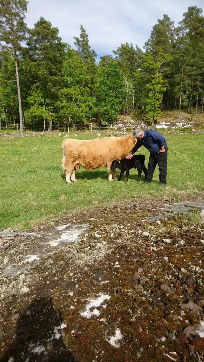 Matts Jansson med ko och kalv.